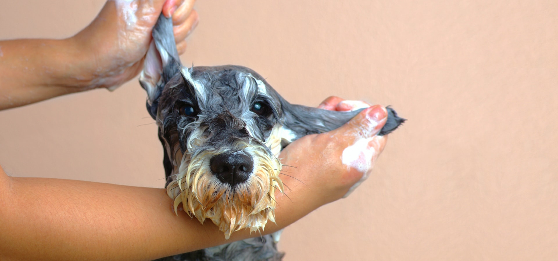 lavaggio cane shampoo Fido Mon Amour spa